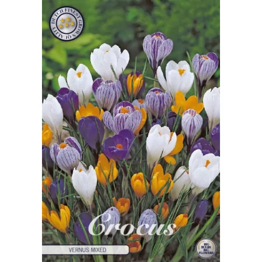 BULBE CROCUS vernus 8-9 SACHET DE 25 MIX