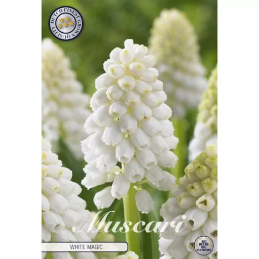 BULBE MUSCARI 8-9 SACHET DE 25 White Magic