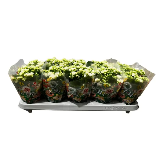 KALANCHOE blossfeldiana D12 P x10 Double QUEEN