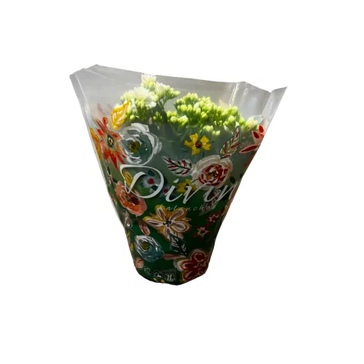 KALANCHOE blossfeldiana D12 P x10 Double QUEEN