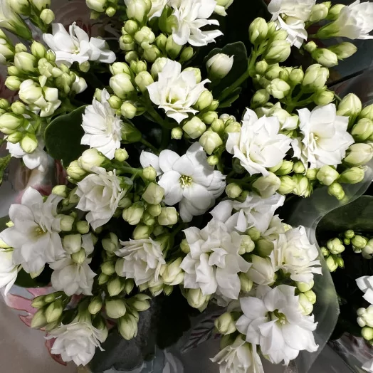 KALANCHOE blossfeldiana D12 P x10 Double QUEEN