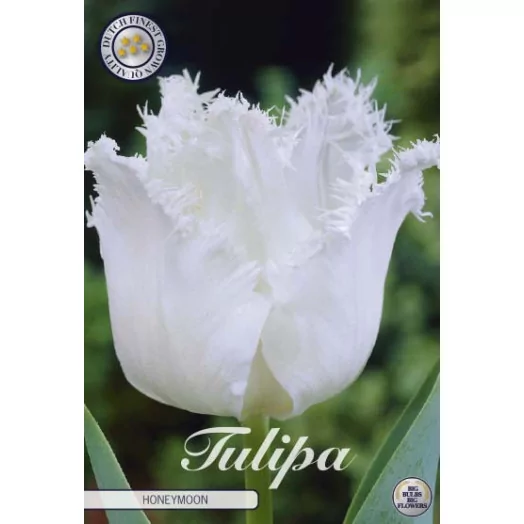 BULBE TULIPA x 12+ SACHET DE 25 Fringed Honeymoon