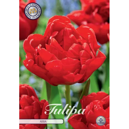 BULBE TULIPA 12+ SACHET DE 25 Early Abba