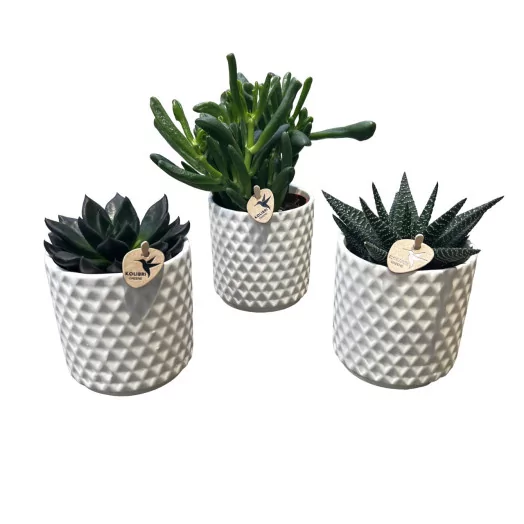 SUCCULENTE hybride D09C P X8 Painted