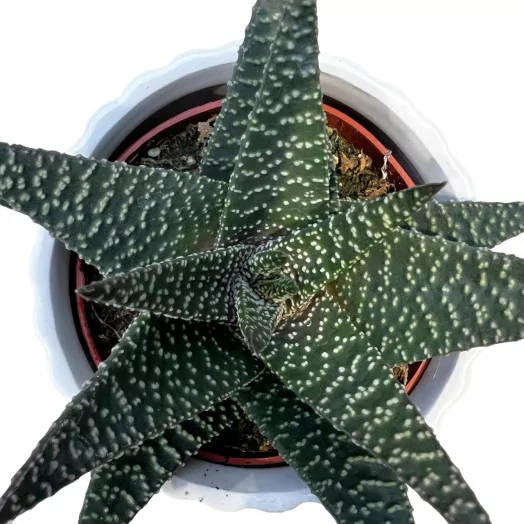 SUCCULENTE hybride D09C P X8 Painted