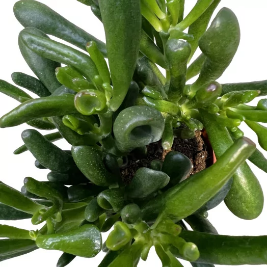 SUCCULENTE hybride D09C P X8 Painted