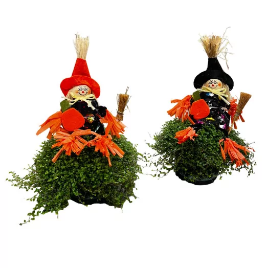 SOLEIROLIA soleirolii D13 x6 HALLOWEEN