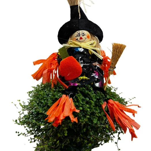 SOLEIROLIA soleirolii D13 x6 HALLOWEEN
