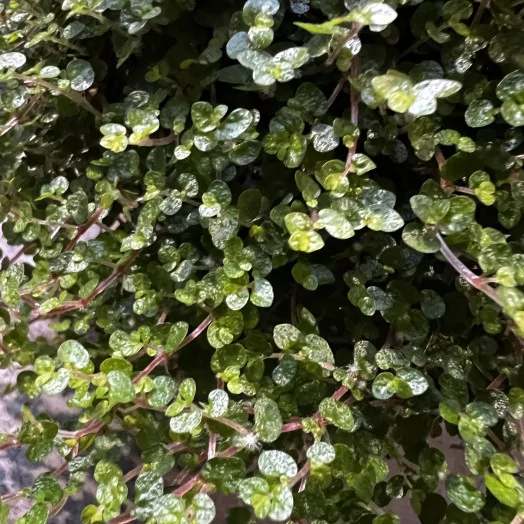 SOLEIROLIA soleirolii D13 x6 HALLOWEEN