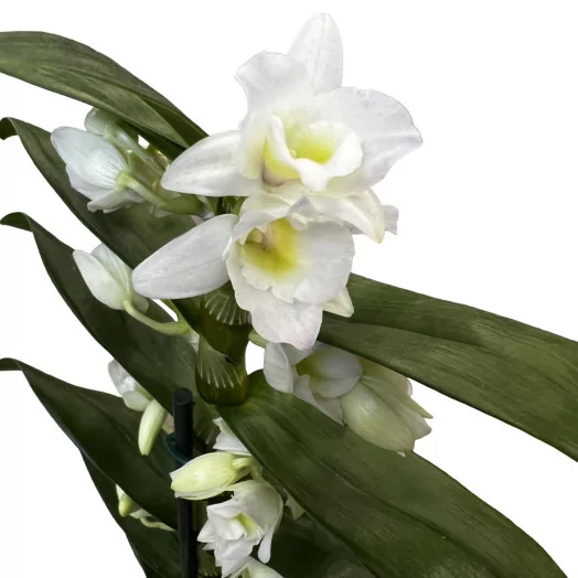 DENDROBIUM nobile D12 X6 Star Class Apollon