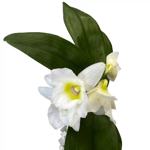 DENDROBIUM nobile D12 X6 Star Class Apollon