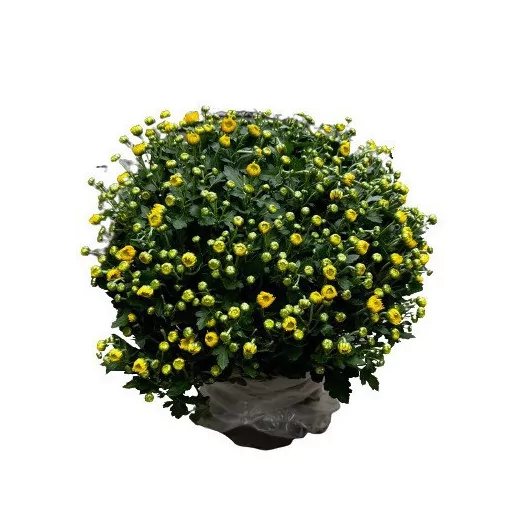 CHRYSANTHEMUM ind MULTI D19MULTI