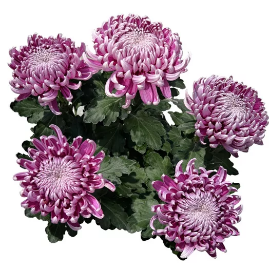CHRYSANTHEMUM ind MULTI D19 4-5 Tetes