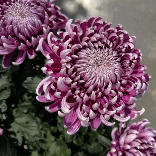 CHRYSANTHEMUM ind MULTI D19 4-5 Tetes