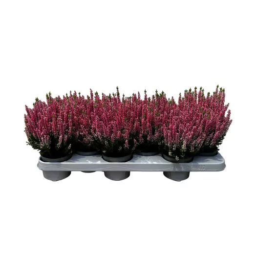 CALLUNA vulgaris D10 X12
