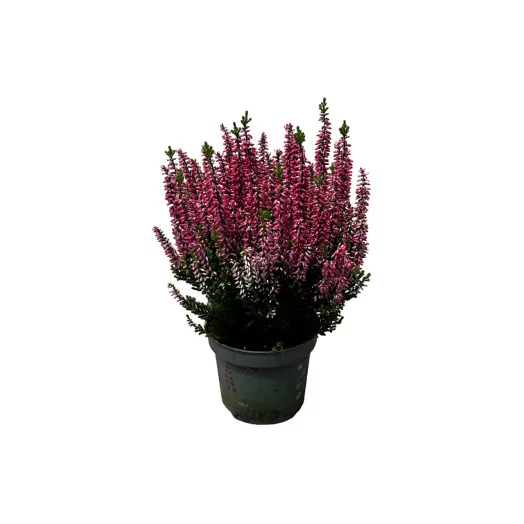 CALLUNA vulgaris D10 X12