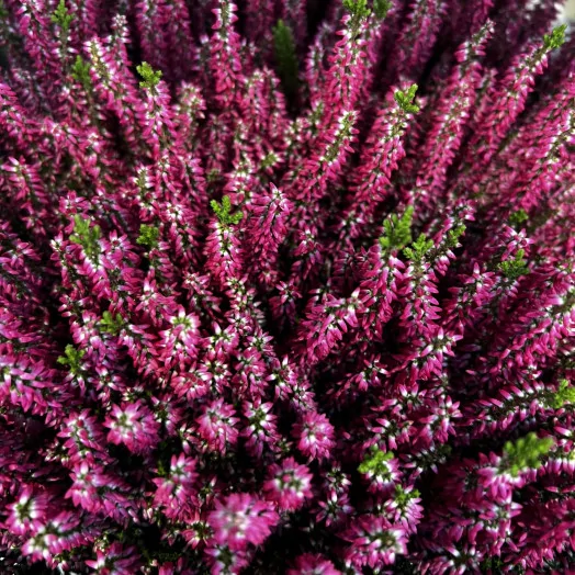 CALLUNA vulgaris D10 X12