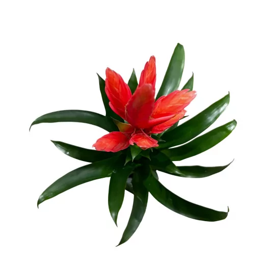 TILLANDSIA hybride D12 P X6 Ziva