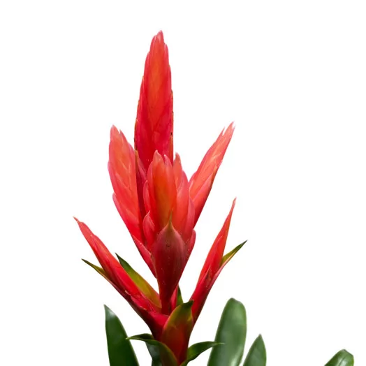 TILLANDSIA hybride D12 P X6 Ziva