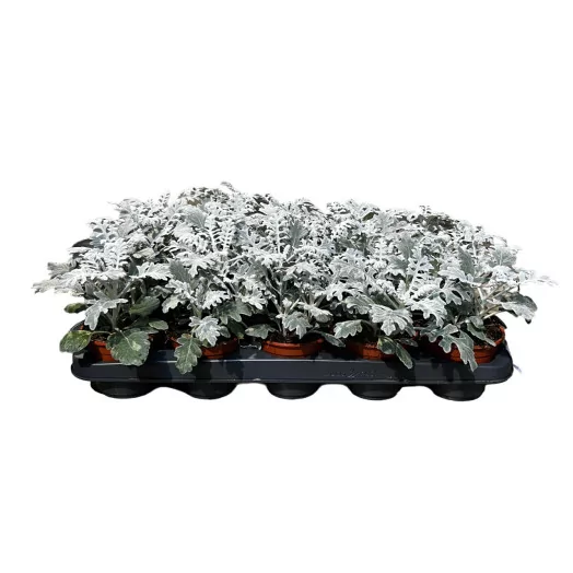 SENECIO hybride D10.5 X15 Cineraire Maritime