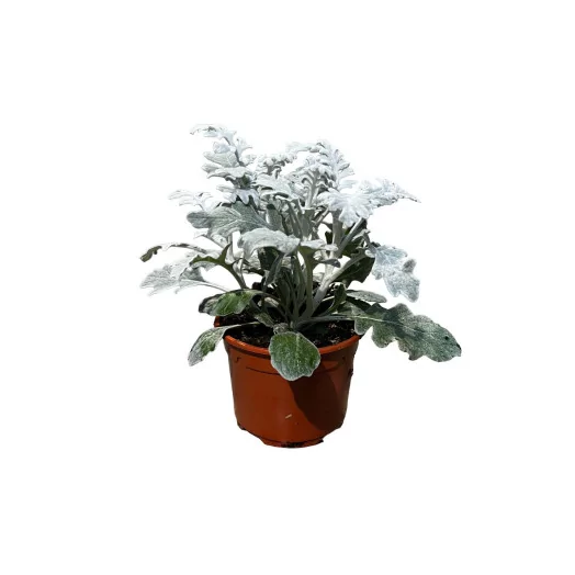 SENECIO hybride D10.5 X15 Cineraire Maritime