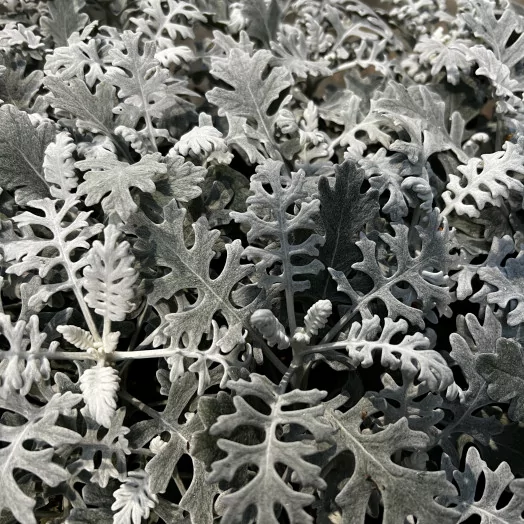 SENECIO hybride D10.5 X15 Cineraire Maritime