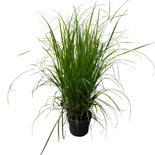 PENNISETUM alopecuroides C05 Black Beauty