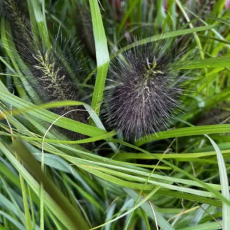 00089230_02