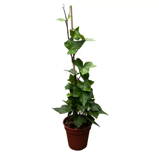 HEDERA helix D13 X8 Montgomery