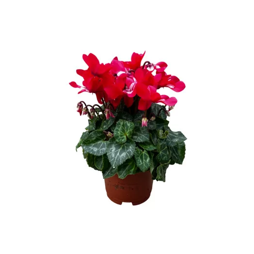 CYCLAMEN persicum D10.5 P x8 Super Serie Djix
