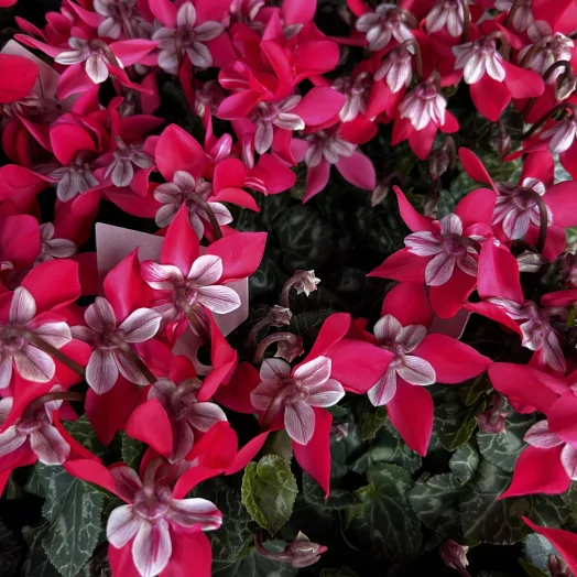 CYCLAMEN persicum D10.5 P x8 Super Serie Djix