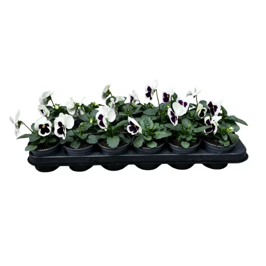 VIOLA cornuta D09 X18 MIX