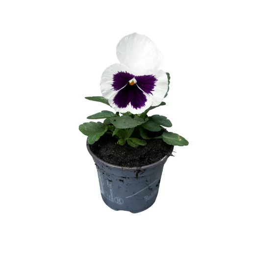 VIOLA cornuta D09 X18 MIX