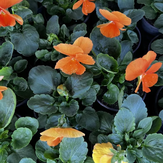 VIOLA cornuta D09 X18 MIX