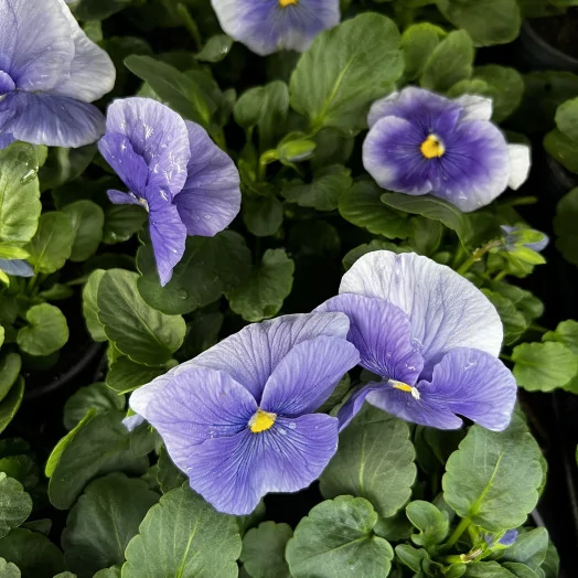 VIOLA cornuta D09 X18 MIX