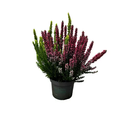 CALLUNA vulgaris D09 x12 Beauty Ladies Sister