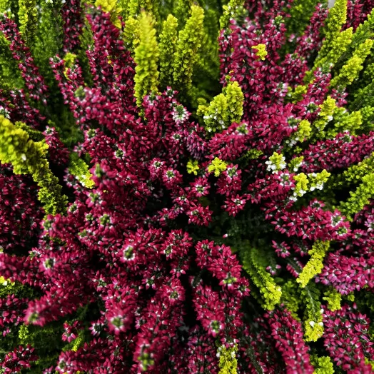 CALLUNA vulgaris D09 x12 Beauty Ladies Sister
