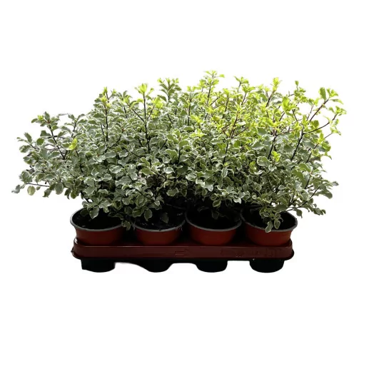 PITTOSPORUM tenuifolium D11 X11 Variegatum