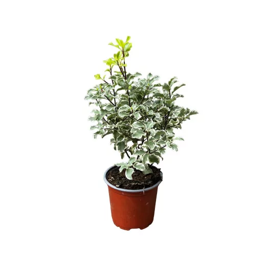 PITTOSPORUM tenuifolium D11 X11 Variegatum