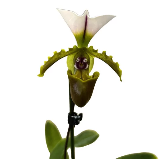 PAPHIOPEDILUM x D12 P x6 Milano