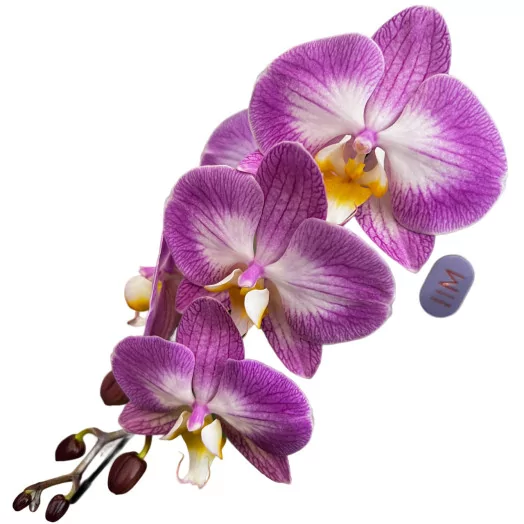 PHALAENOPSIS x D07C P 1BR X6 Swan ROSE Special