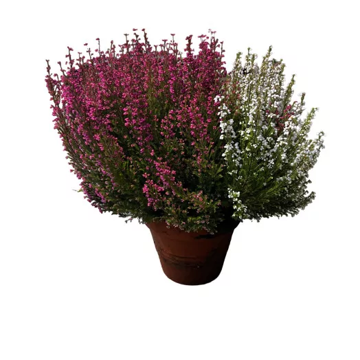 ERICA gracilis D16T TWIN