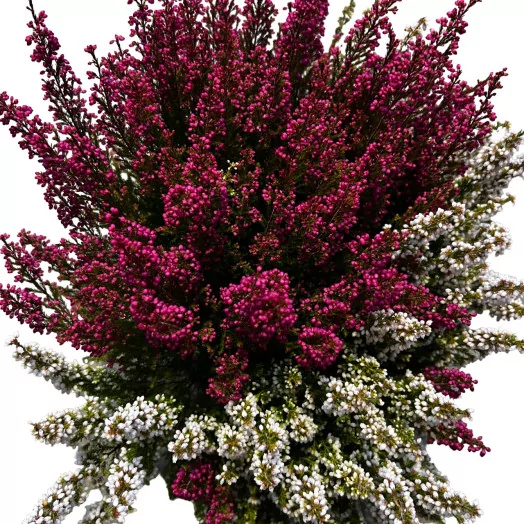 ERICA gracilis D16T TWIN