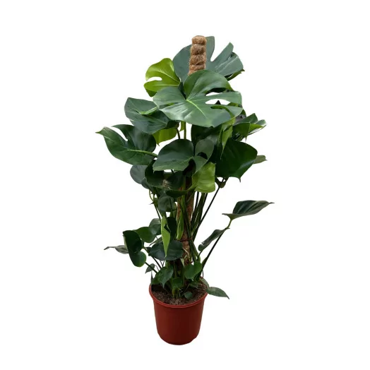 MONSTERA deliciosa D24 P 120-130CM TUTEUR MOUSSE