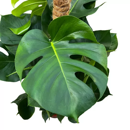 MONSTERA deliciosa D24 P 120-130CM TUTEUR MOUSSE