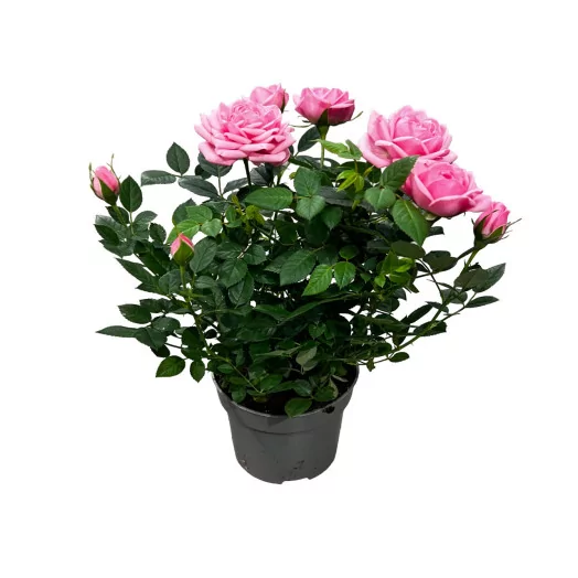 ROSA x D10.5 P x12 Elysium Kordana