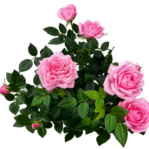 ROSA x D10.5 P x12 Elysium Kordana