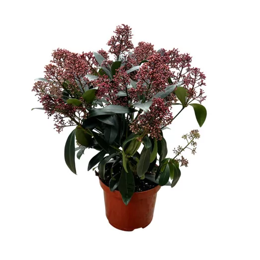 SKIMMIA japonica D19 Finchy