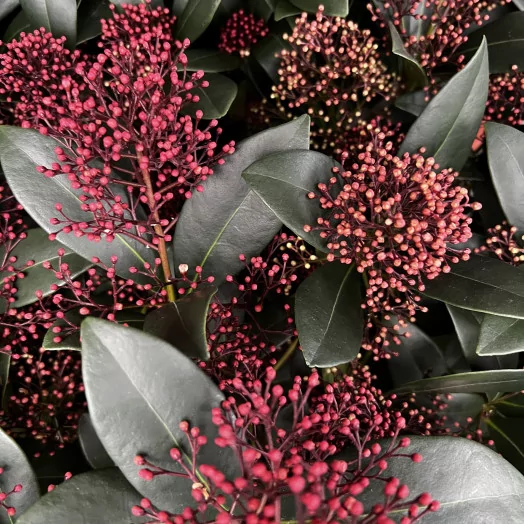 SKIMMIA japonica D19 Finchy