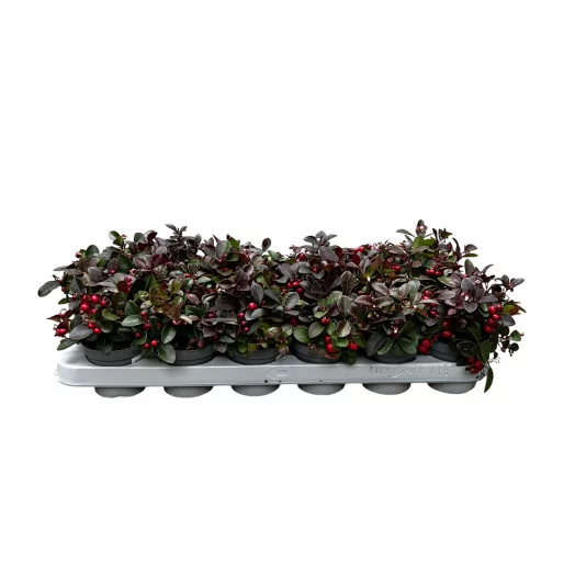 GAULTHERIA procumbens Big Berry D09 x18
